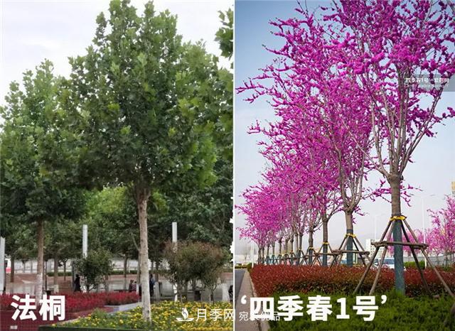 苗木產(chǎn)品的價(jià)格、價(jià)值和供需——三角關(guān)系之動(dòng)態(tài)平衡(圖2)