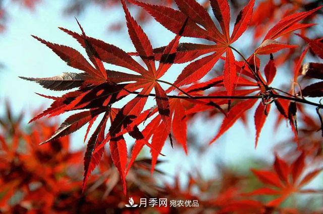 這些5種高端苗木向來(lái)就是“搶手貨”，你知道幾個(gè)？(圖5)