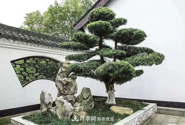 這些5種高端苗木向來(lái)就是“搶手貨”，你知道幾個(gè)？(圖2)
