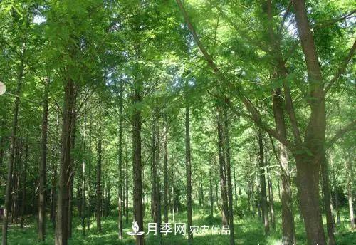 這些5種高端苗木向來(lái)就是“搶手貨”，你知道幾個(gè)？(圖4)