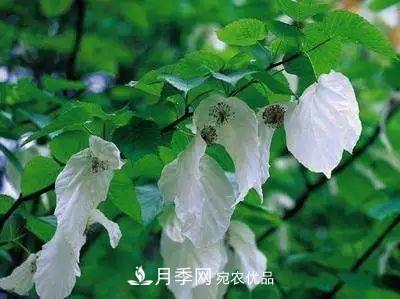 這些5種高端苗木向來(lái)就是“搶手貨”，你知道幾個(gè)？(圖6)