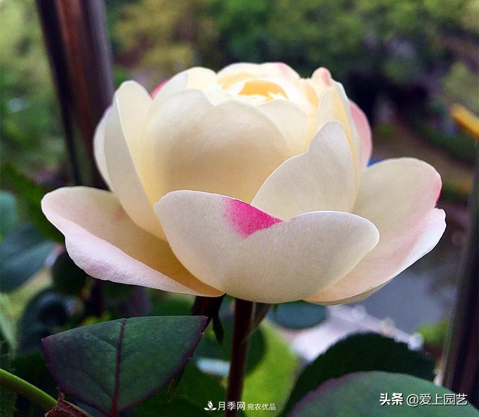 一成不變的月季不是我的菜，“百變女郎”才夠精彩(圖3)