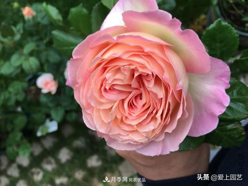 一成不變的月季不是我的菜，“百變女郎”才夠精彩(圖1)
