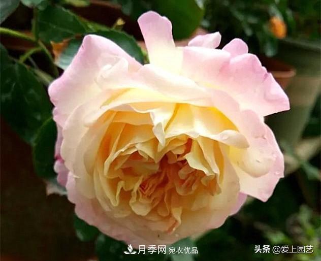 一成不變的月季不是我的菜，“百變女郎”才夠精彩(圖2)