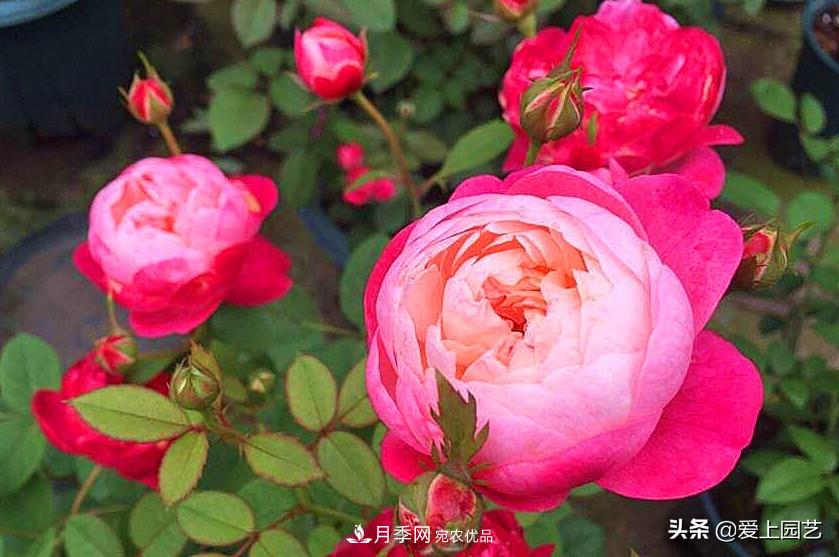 一成不變的月季不是我的菜，“百變女郎”才夠精彩(圖5)