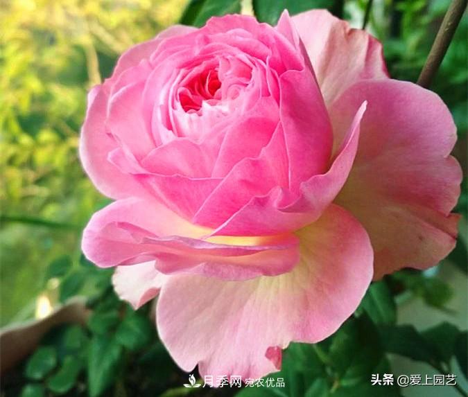 一成不變的月季不是我的菜，“百變女郎”才夠精彩(圖6)