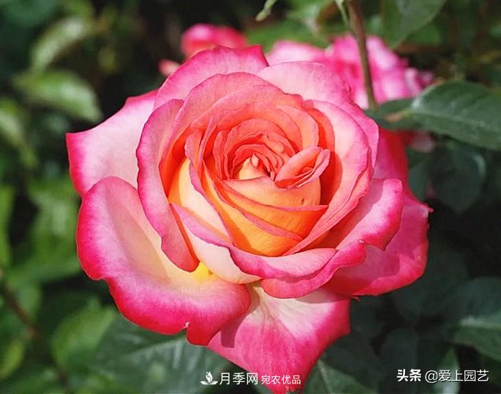 一成不變的月季不是我的菜，“百變女郎”才夠精彩(圖12)