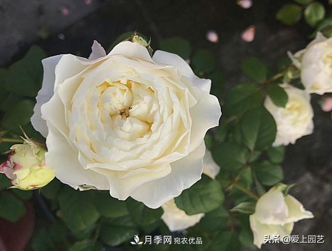 一成不變的月季不是我的菜，“百變女郎”才夠精彩(圖8)