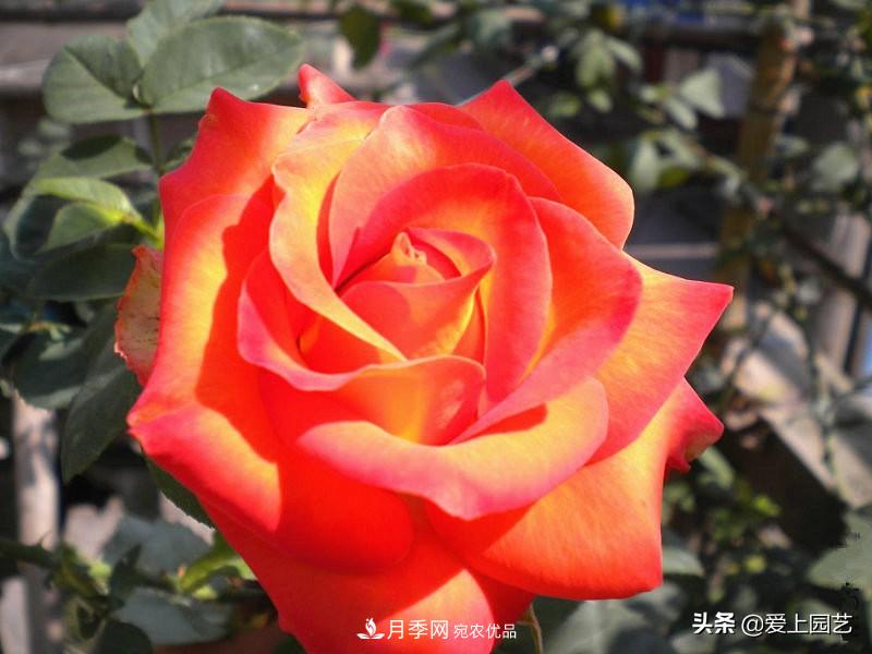 一成不變的月季不是我的菜，“百變女郎”才夠精彩(圖11)