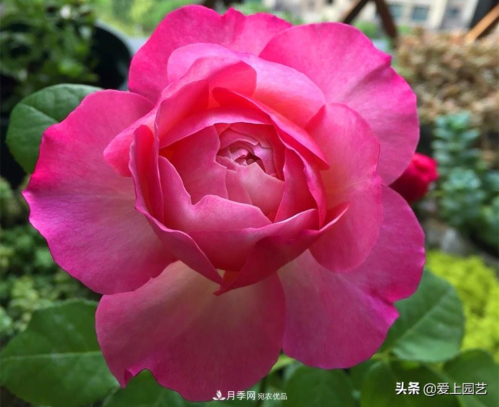 一成不變的月季不是我的菜，“百變女郎”才夠精彩(圖9)