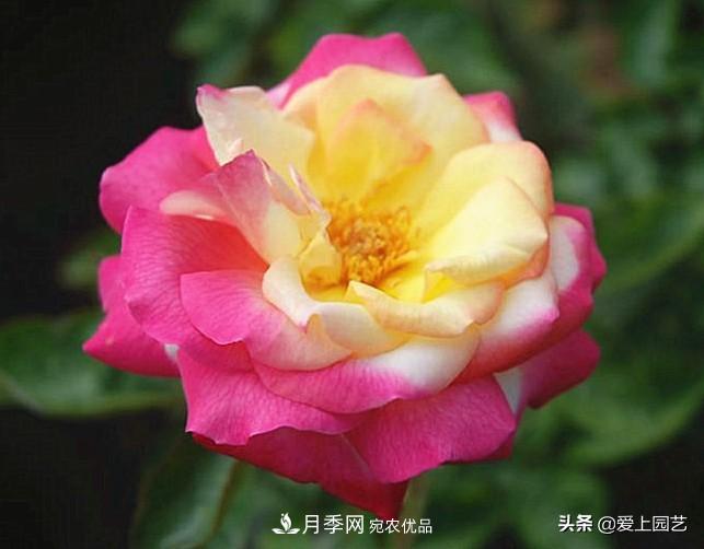 一成不變的月季不是我的菜，“百變女郎”才夠精彩(圖14)