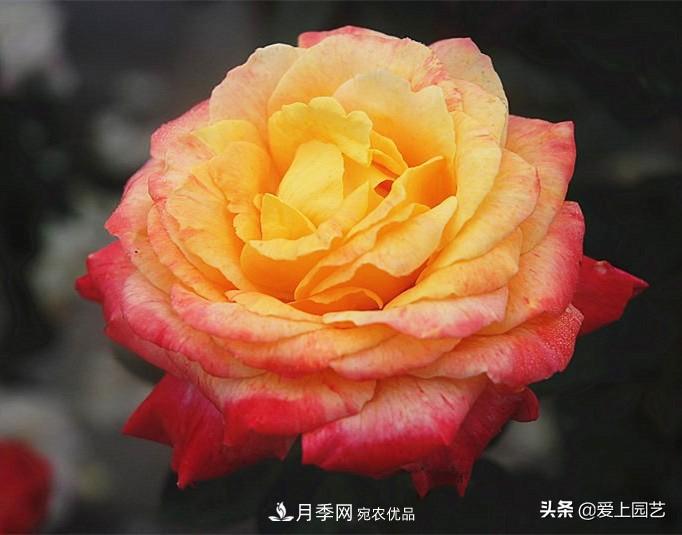 一成不變的月季不是我的菜，“百變女郎”才夠精彩(圖13)