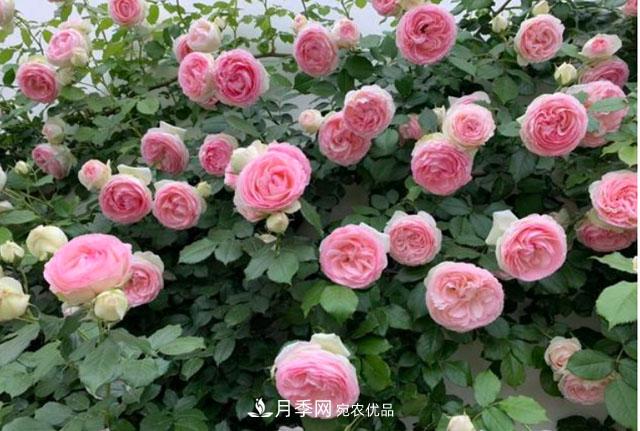 漂亮的藤本月季，庭院必養花卉，打造花園小院(圖2)