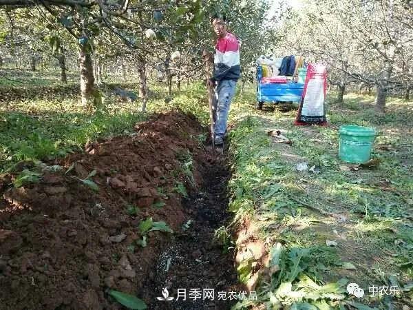 果園秋施基肥和明年花前施基肥有什么區別？(圖1)