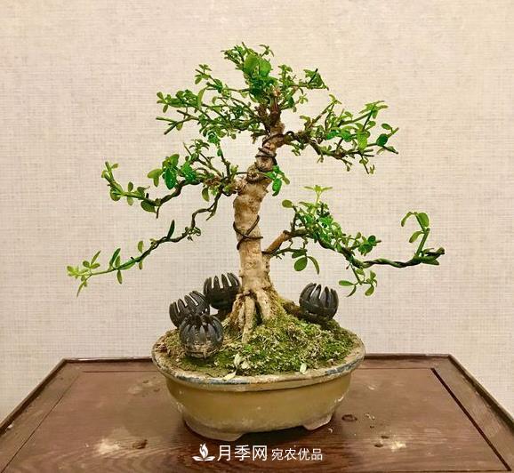 花中四友——迎春花，蒼古成趣的迎春花盆景育樁技巧(圖1)