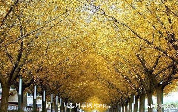 秋季苗木看這幾種綠化樹(shù)，越看越美(圖1)