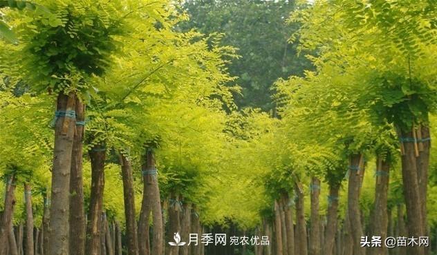 秋季苗木看這幾種綠化樹(shù)，越看越美(圖3)