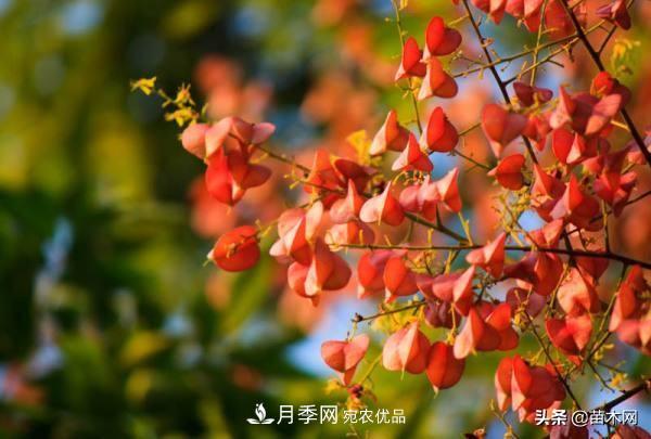 秋季苗木看這幾種綠化樹(shù)，越看越美(圖4)