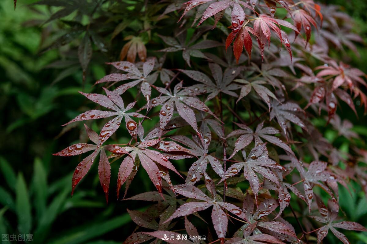 秋葉如花，觀(guān)賞紅葉的苗木，除了紅楓，你認識哪幾種？(圖7)
