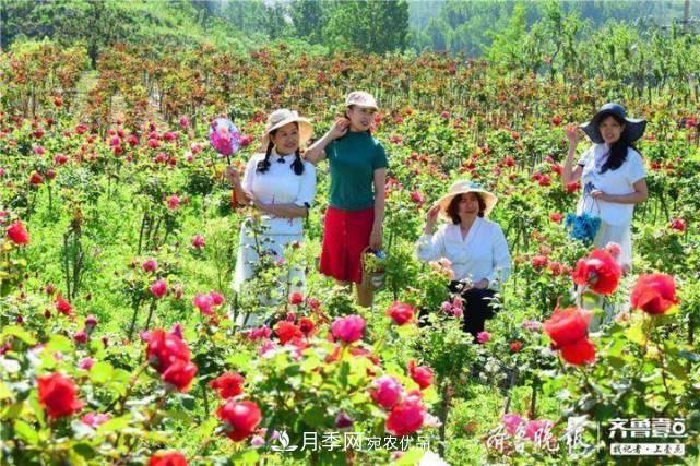 山東淄博沂源60畝月季花競放，美麗產(chǎn)業(yè)助推特色鄉村旅游(圖2)