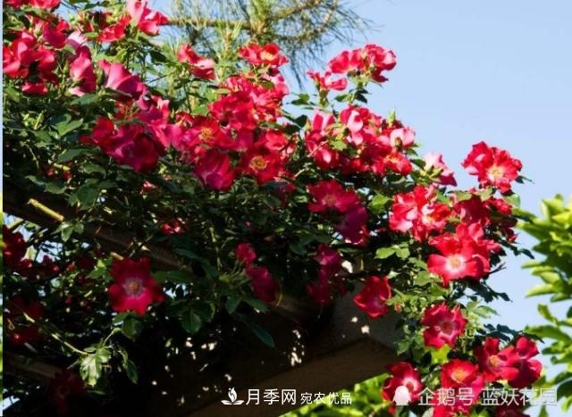 月季冬剪別著(zhù)急，剪早了比不剪還要糟糕！(圖6)