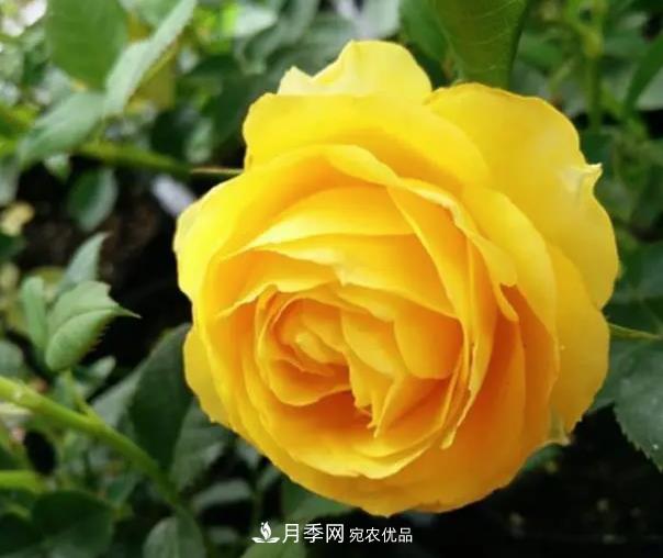 推薦8種月季美艷動(dòng)人，色澤能比玫瑰(圖4)