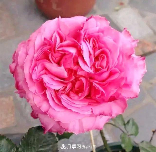 推薦8種月季美艷動(dòng)人，色澤能比玫瑰(圖3)