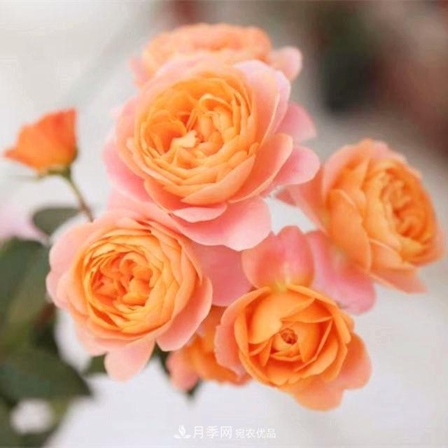 推薦8種月季美艷動(dòng)人，色澤能比玫瑰(圖2)
