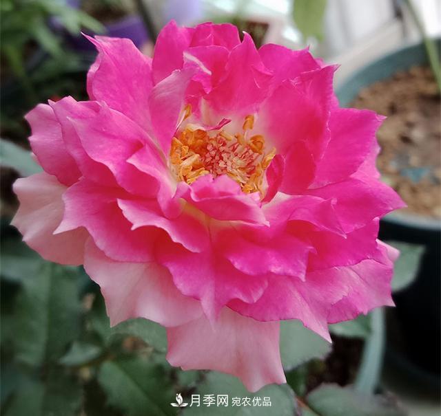 推薦8種月季美艷動(dòng)人，色澤能比玫瑰(圖5)