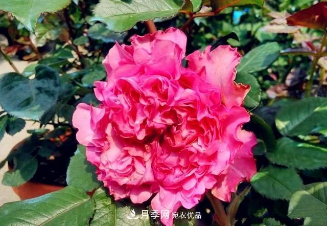 推薦8種月季美艷動(dòng)人，色澤能比玫瑰(圖6)