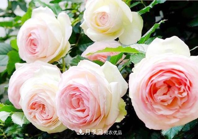 推薦8種月季美艷動(dòng)人，色澤能比玫瑰(圖9)