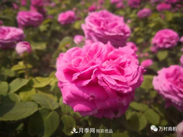 月季花好養活，但要花大花艷您得懂這些知識(圖1)