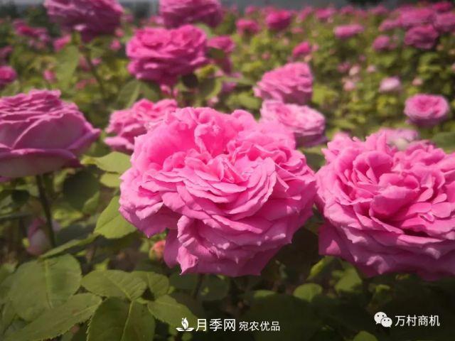 月季花好養活，但要花大花艷您得懂這些知識(圖3)