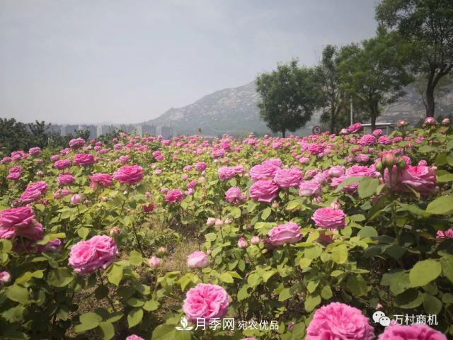 月季花好養活，但要花大花艷您得懂這些知識(圖2)
