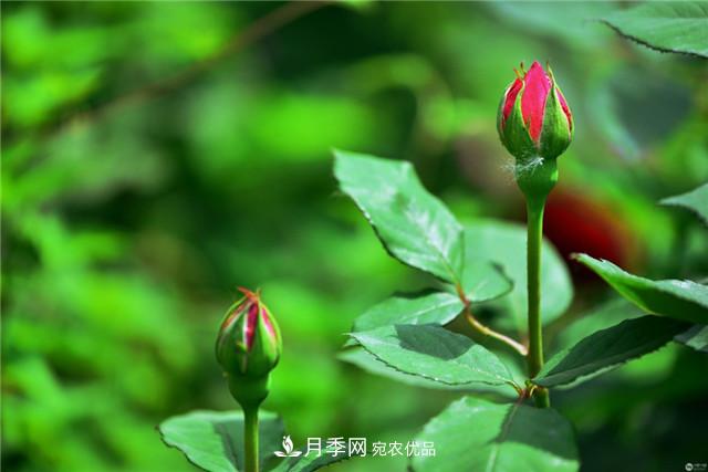 月季花除了觀(guān)賞，還有這些價(jià)值，但是知道的人很少(圖2)