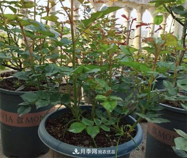 月季花除了觀(guān)賞，還有這些價(jià)值，但是知道的人很少(圖4)