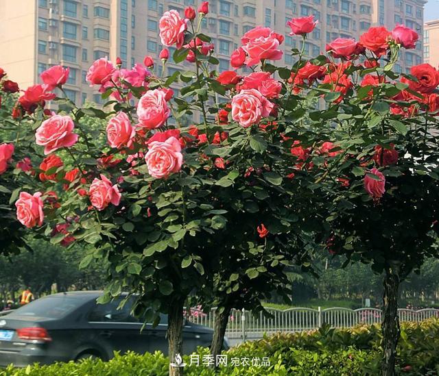 月季養成樹(shù)，這種盆景月季樹(shù)一年300天開(kāi)花，很適合懶人養(圖1)
