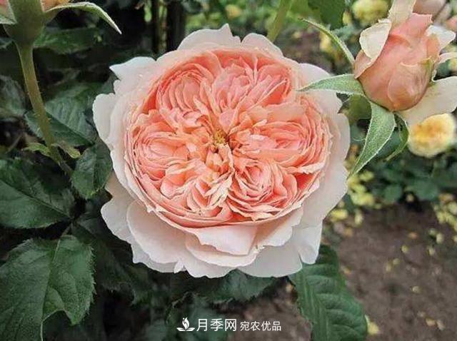 常見(jiàn)藤本月季優(yōu)缺點(diǎn)大比拼，月季花友看過(guò)來(lái)(圖6)