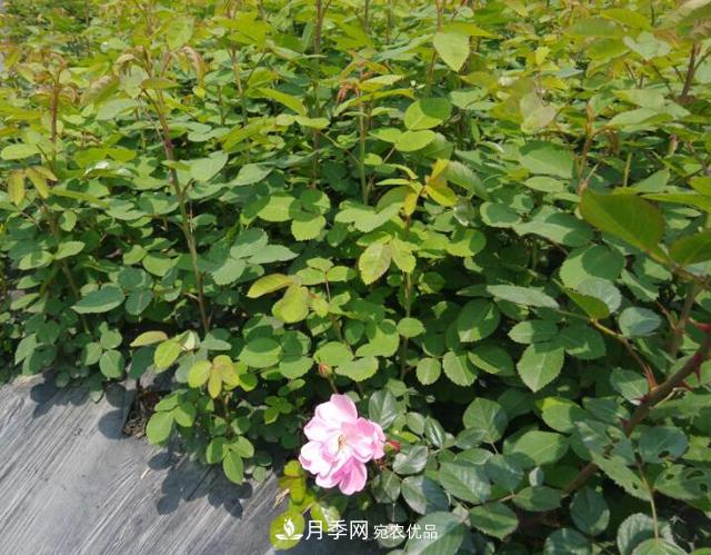 南陽(yáng)市臥龍區:月季開(kāi)出增收致富花(圖2)
