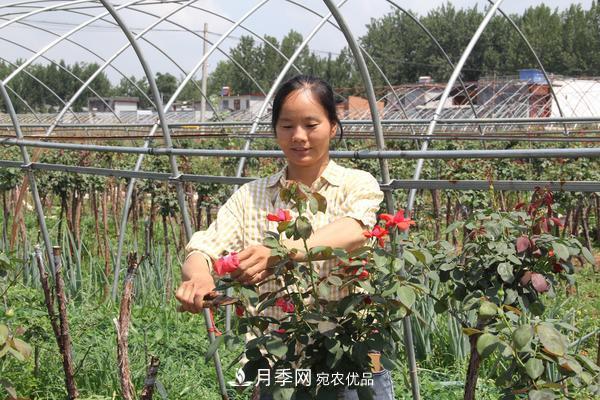 南陽(yáng)市臥龍區：月季產(chǎn)業(yè)鋪就增收脫貧路(圖1)