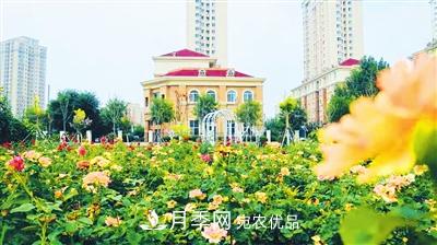 天津市西青區“赤龍月季園”建成開(kāi)放(圖2)