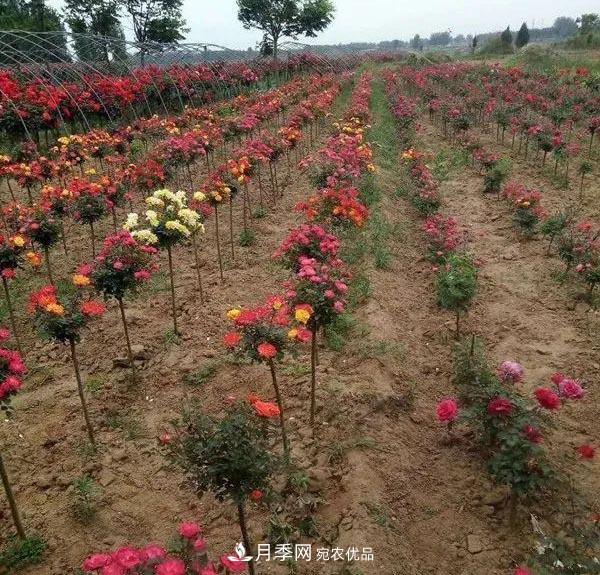 安徽安慶：歷經(jīng)八年培育多彩月季 高顏值市花明年現身園林景觀(guān)(圖1)