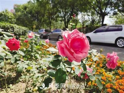花開(kāi)正艷！呼和浩特這條月季景觀(guān)大道模樣初現，你去過(guò)嗎？(圖1)