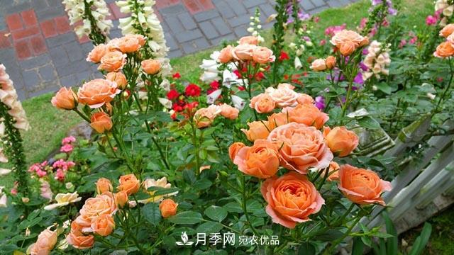 北方南方養護月季重點(diǎn)有什么不同？不用討論了(圖1)