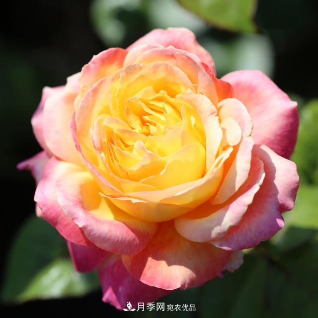 北方南方養護月季重點(diǎn)有什么不同？不用討論了(圖3)