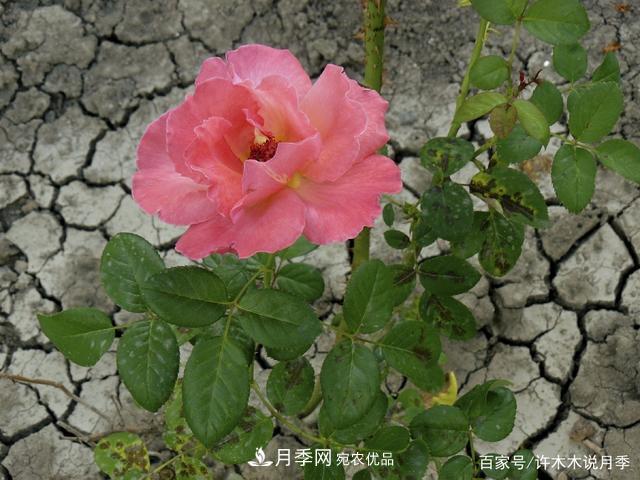 氣溫差異大，南北方養月季有何區別？因地制宜養月季教程(圖5)