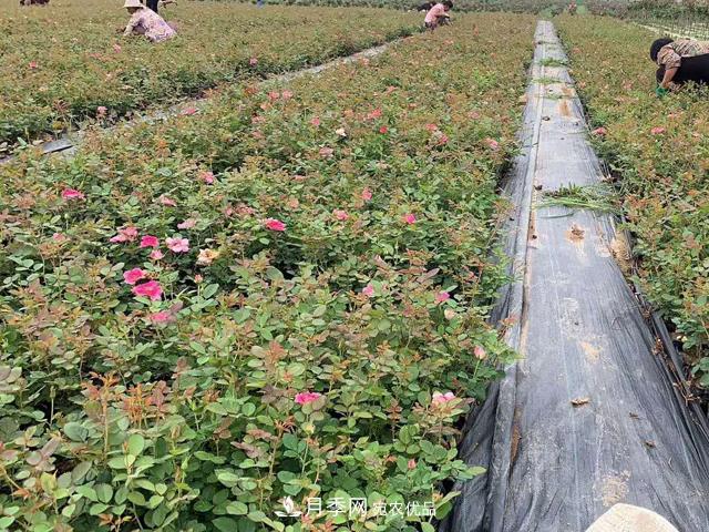 月季春季裂花的防治措施有哪些？(圖1)