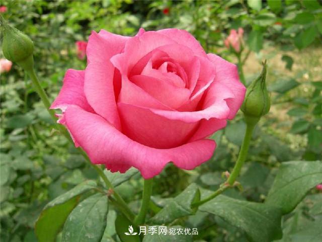 想要月季花，長(cháng)勢壯，開(kāi)花多，及時(shí)合理的修剪非常重要(圖1)