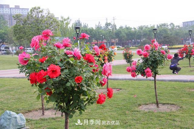花中皇后四季常開(kāi)，看月季之鄉的樹(shù)狀月季是如果養殖的？(圖2)