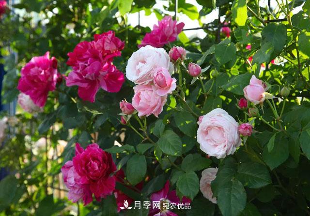 溫度對月季花期有哪些影響？漳州適合種植嗎(圖1)